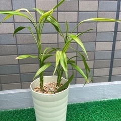 ★取引終了★観葉植物　ミリオンバンブー、コーヒーの木セット