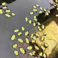 イチョウウキゴケ　30株
