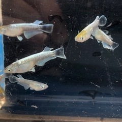 エメキンめだかの画像