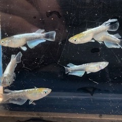 エメキンめだかの画像