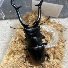 ギラファノコギリクワガタ　フローレス産　１０７mmペア