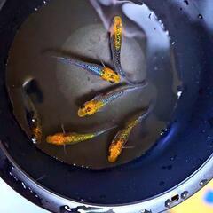 メダカ【天界】有精卵30個＋αの画像