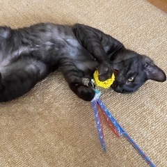 黒猫と黒トラの兄弟 里親募集 生後6ヶ月 - 猫