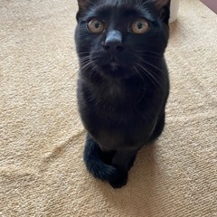 黒猫と黒トラの兄弟 里親募集 生後6ヶ月 − 北海道