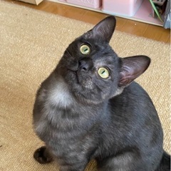 黒猫と黒トラの兄弟 里親募集 生後6ヶ月