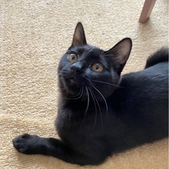 黒猫と黒トラの兄弟 里親募集 生後6ヶ月 - 函館市