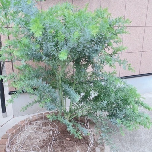 ミモザ　四年生苗木　ギンヨウアカシア