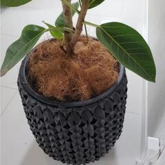 ココヤシファイバー　100g