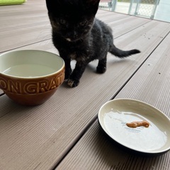 サビ子猫の里親様募集