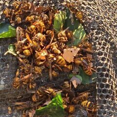 スズメバチ駆除　アシナガバチ駆除　福島県内　即日 - 害虫/害獣駆除