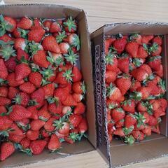 イチゴ終了あまなつ終了しました