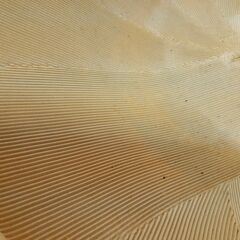 すり鉢 大型 13号 業務用にも　/MJ-0458 南　の画像