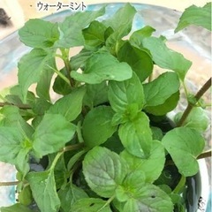 ウォーターミント抜き苗☘️５本☘️無農薬☘️オマケ付き♪