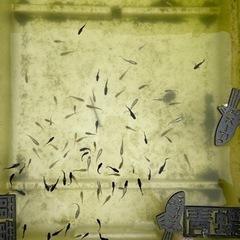 メダカ格安🐟🐟🐟