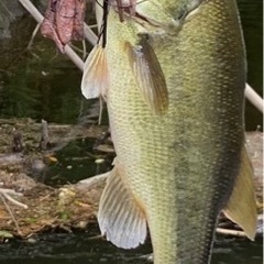 バス釣り仲間募集！海釣りもします(*^^*)船舶免許持ち。ボート...
