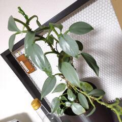 【観葉植物】'シルバーメタル' フィロデンドロン 