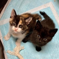 生後1か月ぐらいの子猫の姉妹