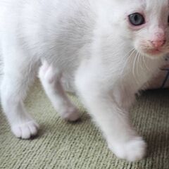 犬と猫の譲渡会～あなたの家族になりたい～　　　　　　 - 土浦市