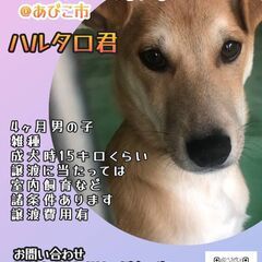 犬と猫の譲渡会～あなたの家族になりたい～　　　　　　 − 茨城県