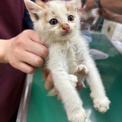 2ヶ月オスの里親募集 - 猫