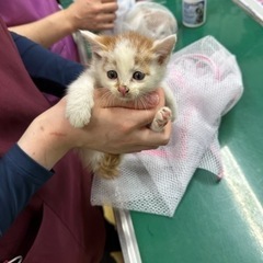2ヶ月オスの里親募集 − 佐賀県
