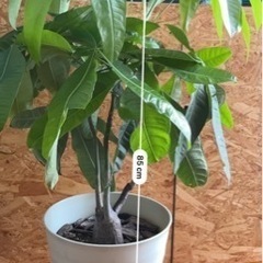 観葉植物　パキラ　【値下げしました】取引き中です