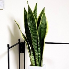 サンセベリア ローレンティー サンスベリア 観葉植物の画像