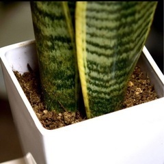 サンセベリア ローレンティー サンスベリア 観葉植物の画像