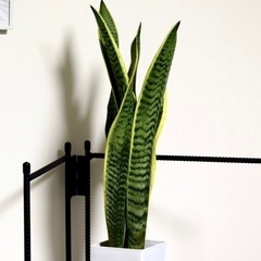 サンセベリア ローレンティー サンスベリア 観葉植物の画像