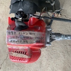 ビーバーの画像