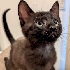 甘えん坊さんの黒猫子猫です♪