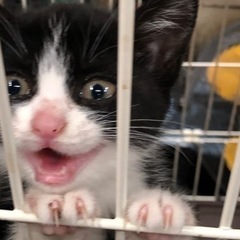 ハチワレ2人3ヶ月半です。