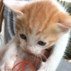 野良猫親子の里親様募集中！