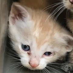 野良猫親子の里親様募集中！ - 北名古屋市
