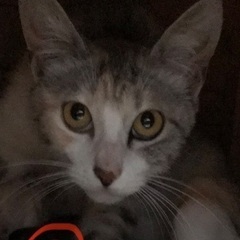 野良猫親子の里親様募集中！ − 愛知県