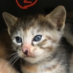 野良猫親子の里親様募集中！ - 猫