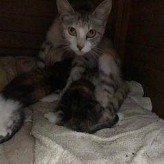 野良猫親子の里親様募集中！ - 里親募集