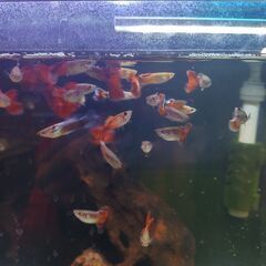グッピーの稚魚♀
