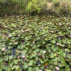 蓮の花の株