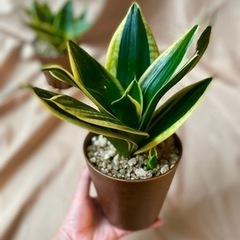 第三回ワークショップ　植え込みしましょう‼︎