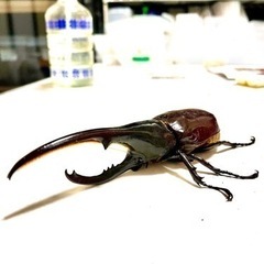 ヘラクレスオオカブトBULL血統のノーマルタイプ　ペアの画像