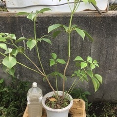 ＊ヤマグルマ　７０センチ＊