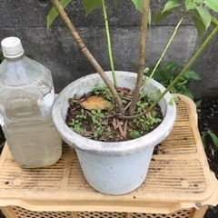 ＊ヤマグルマ　７０センチ＊の画像