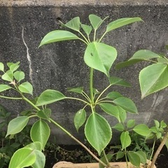 ＊ヤマグルマ　７０センチ＊の画像