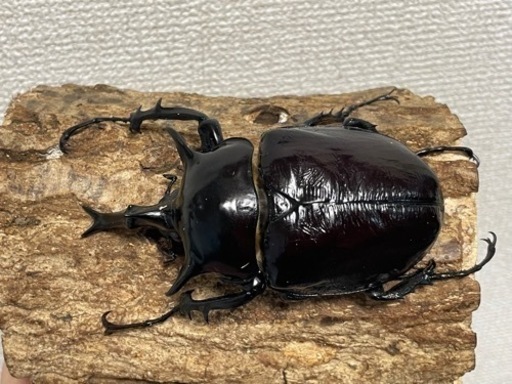 マルスとギアス