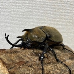 マルスとギアスの画像