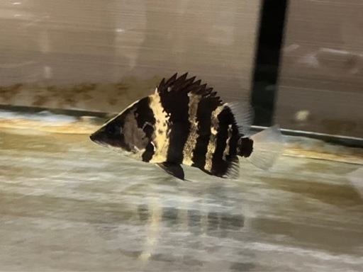 ニューギニアダトニオ約10cm