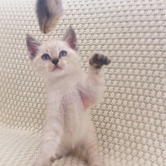 シャム風な子三匹