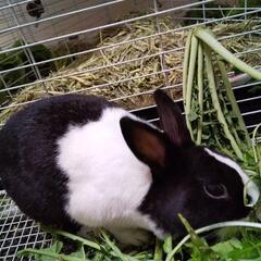 2歳のメスうさぎ