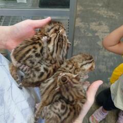 ベンガルキャットベビちゃん